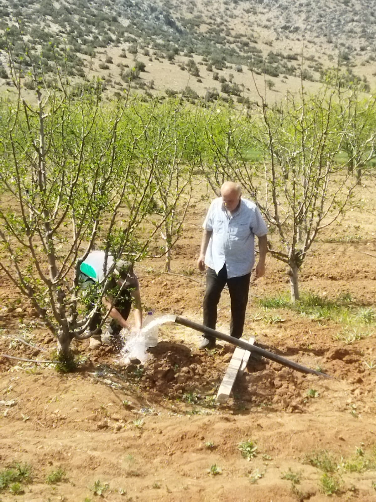 ?? GÜNEŞ ENERJİ PANELLİ, SONDAJLI 18 DÖNÜM İÇİ MEYVE AĞACI DOLU KORKUTELİ KÜÇÜKKÖY’DE TARLA